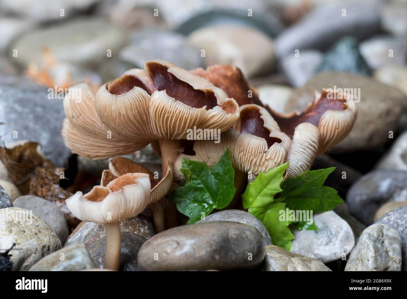 Scurfy twiglet Tubaria furfuracea mushrooms growing in the rain. Close up wavy cap fungi. Stock Photo