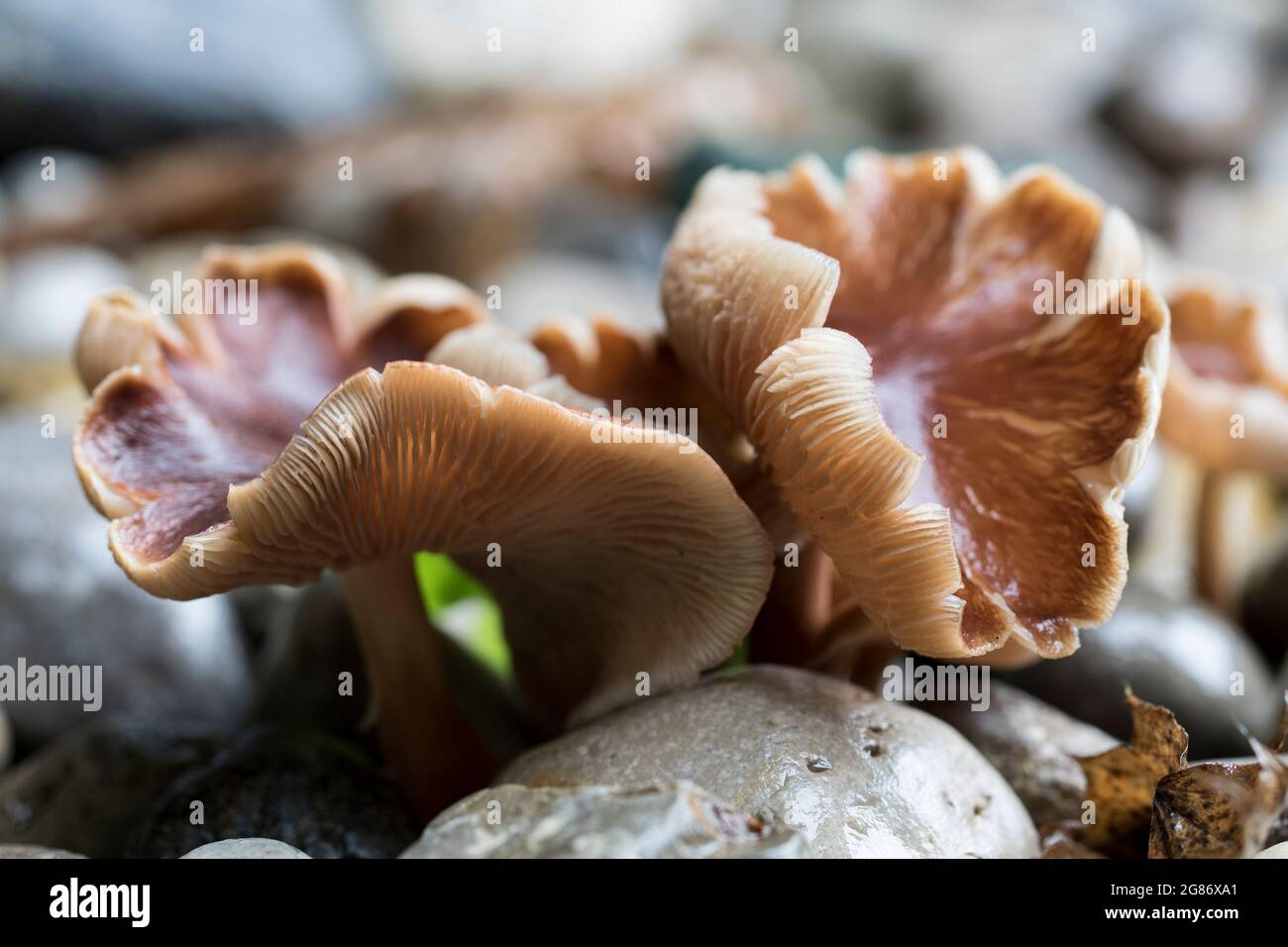 Close up wavy mushroom caps showing light orange gills. Stock Photo