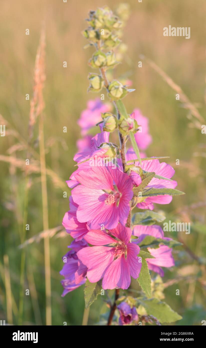 The pink flowers of common mallow (Malva sylvestris) glow in the early morning sun. Rye Harbour Nature Reserve, Rye, Sussex, UK. Stock Photo