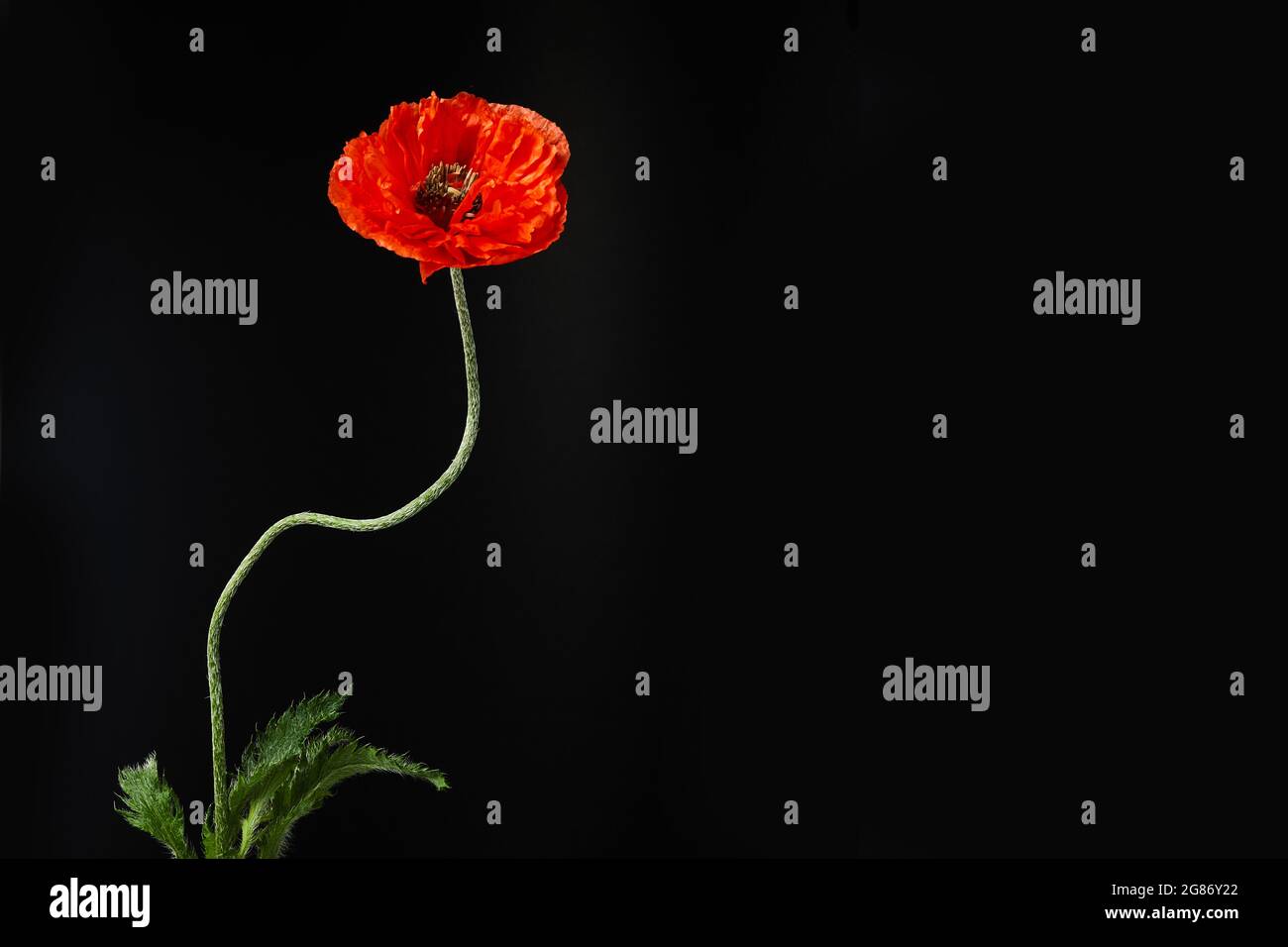 A single poppy on black background. Flower for war dead and veterans VJ