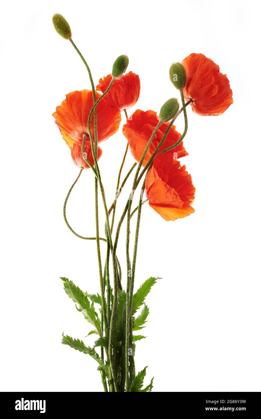 Bright red poppies flowers isolated on white background Stock Photo - Alamy