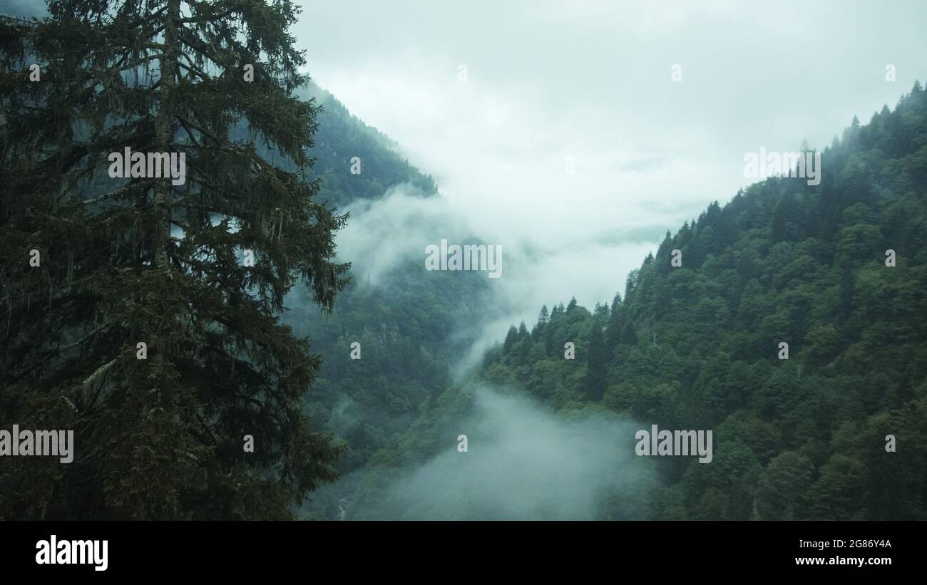 Foggy mountain and trees with amazing view, great looking nature and ...