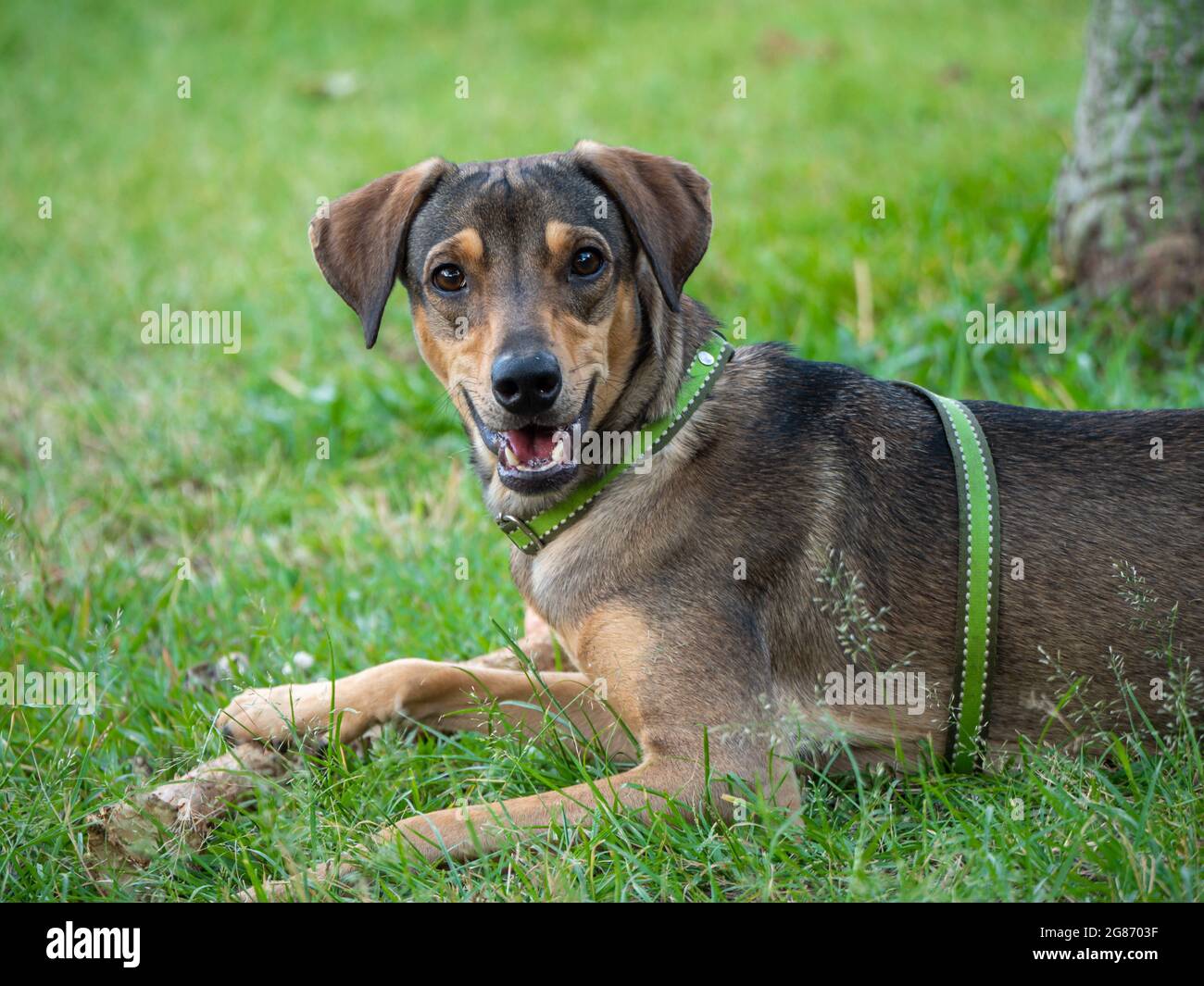 Happy Dog Playing with A Wooden Stick in the Green Grass of the Park ...