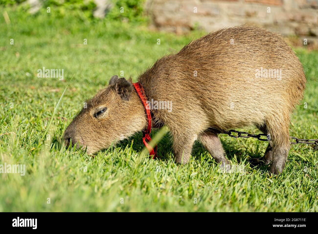 A domesticate capybara eating grass in a argentinian farm. Cute argentinian  capybara with a red ribbon eating in a garden Stock Photo - Alamy