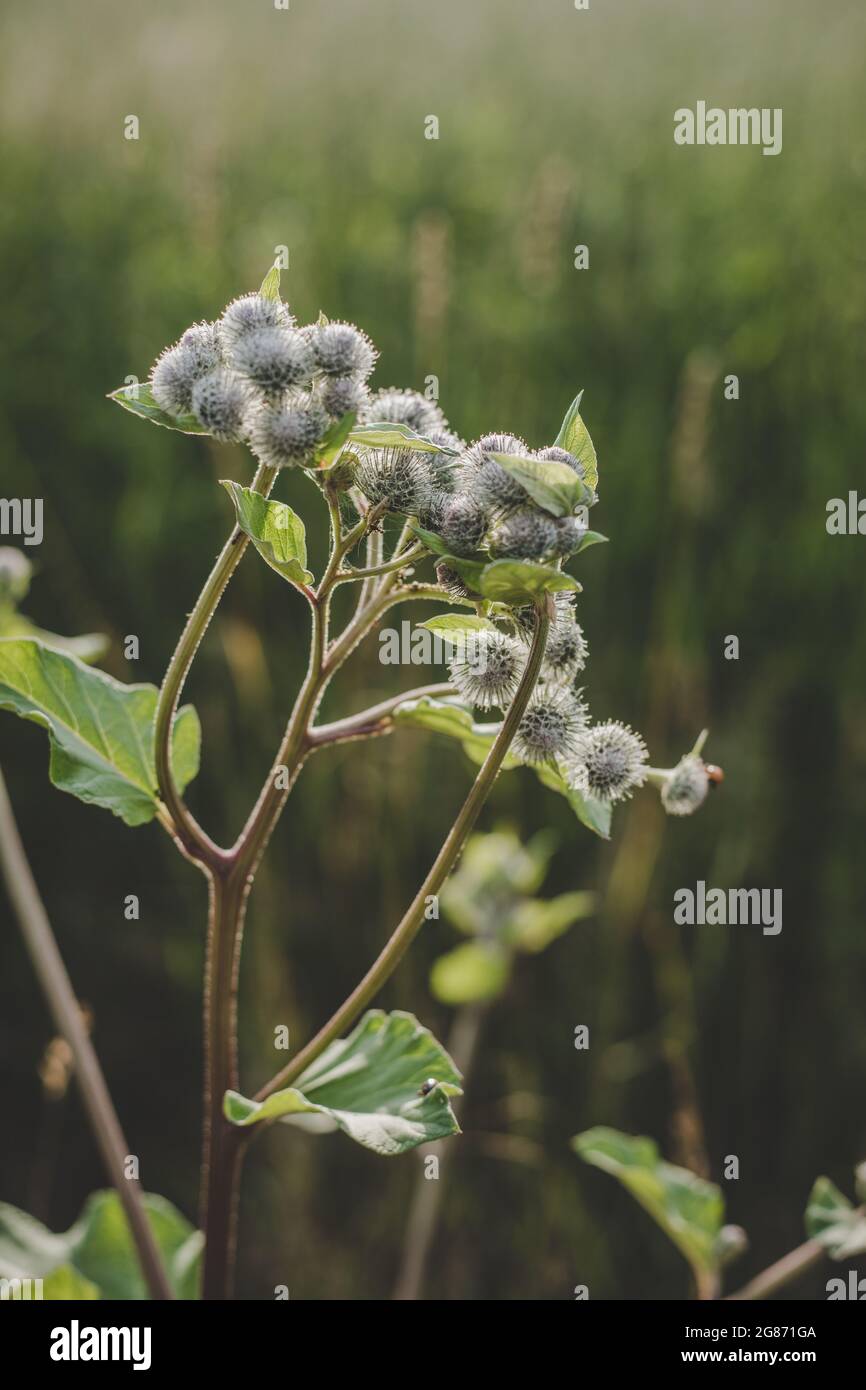 Close up of lush green Burdock backlit with evening sun Stock Photo