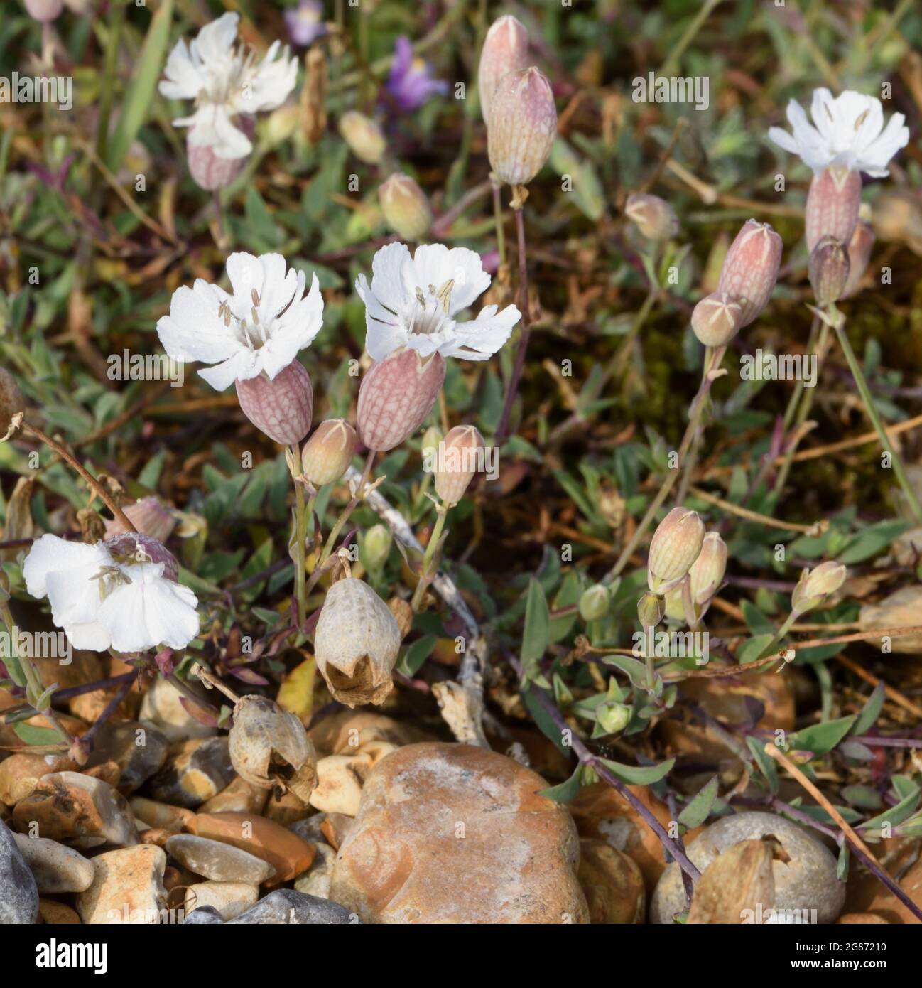 Flowers of sea campion (Silene uniflora) growing on very poor pebbly ground behind the beach of Rye Bay. Rye Harbour Nature Reserve, Rye, Sussex, UK. Stock Photo