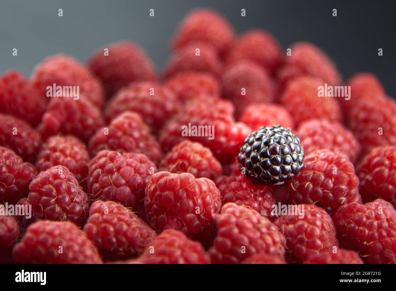 One black raspberry lies on red berries, a concept different and ...