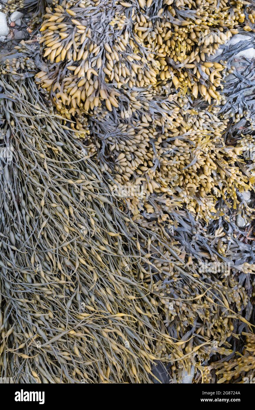 Ascophyllum nodosum and Pelvetia canaliculata /  Knotted wrack and Channelled wrack seaweed on the Scottish coast. Scotland Stock Photo