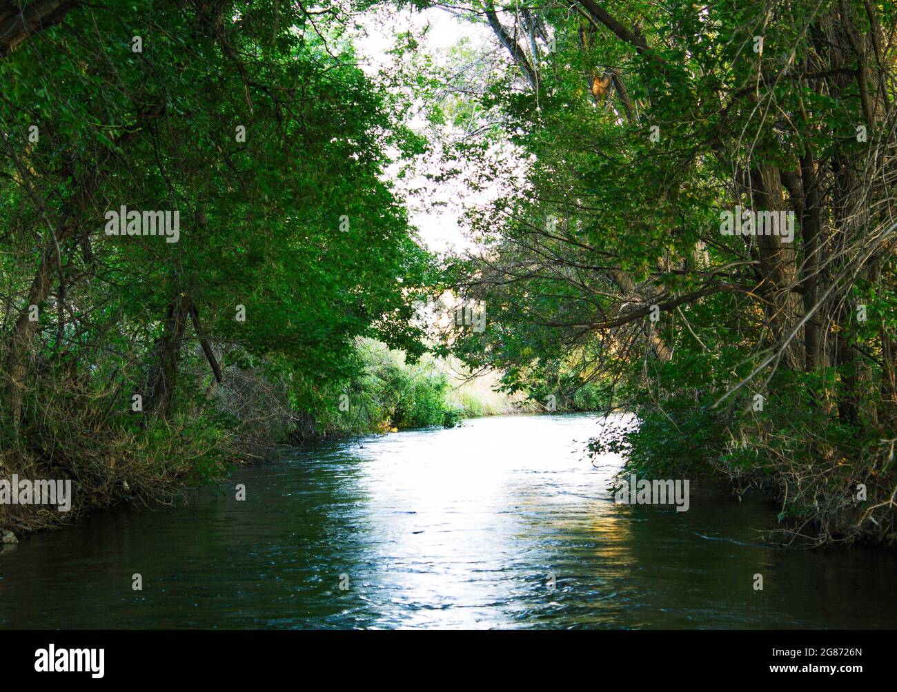 River surrounded by trees Stock Photo