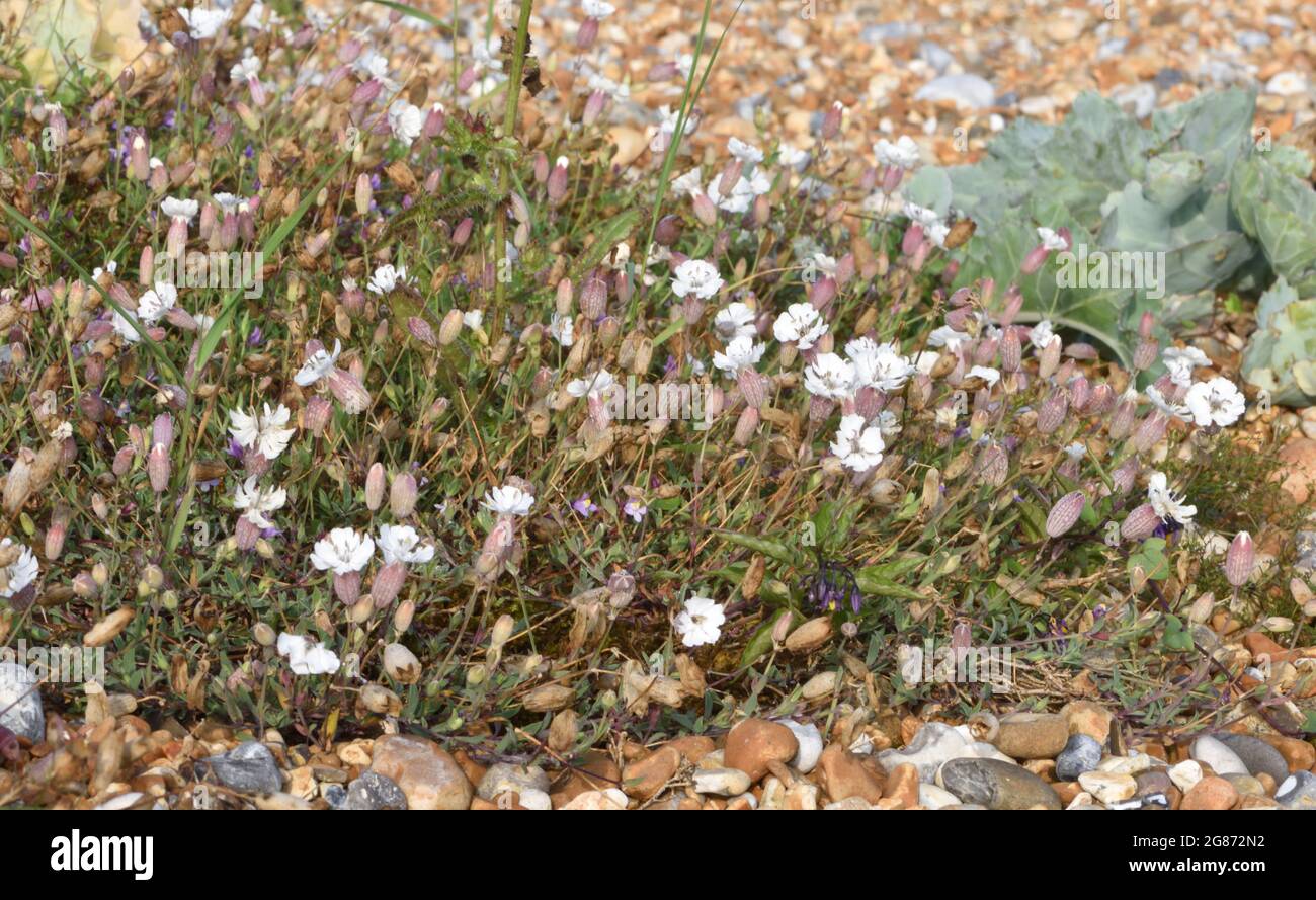 Flowers of sea campion (Silene uniflora) growing on very poor pebbly ground behind the beach of Rye Bay. Rye Harbour Nature Reserve, Rye, Sussex, UK. Stock Photo