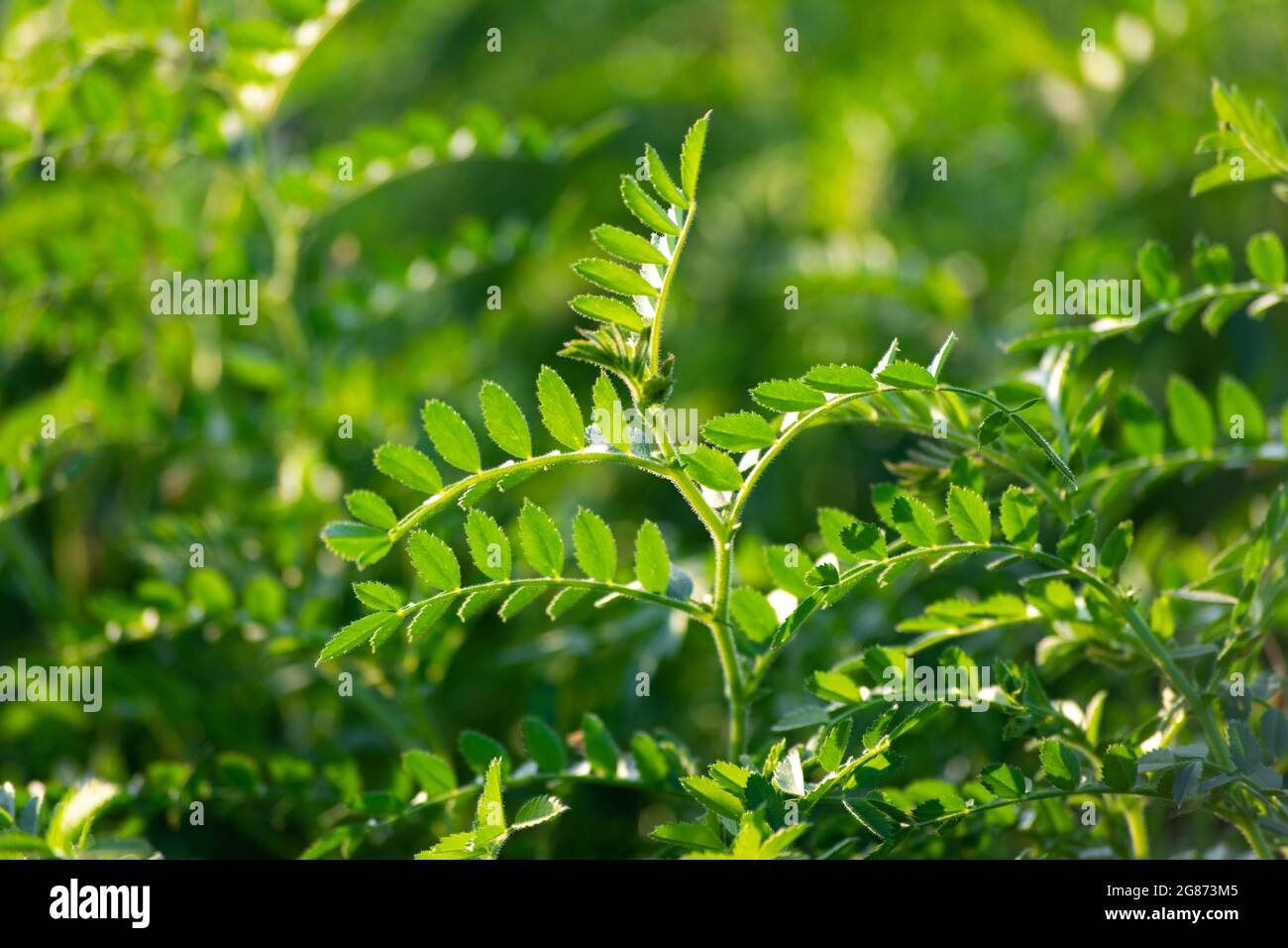 Green pods of chickpeas grow on a plant Stock Photo