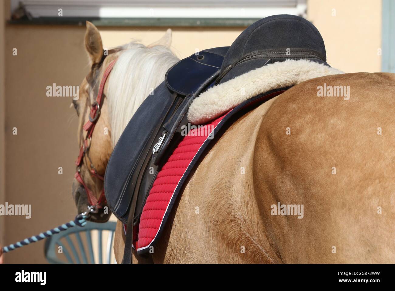 On the back of the horse, a brown leather saddle and saddle cloth are