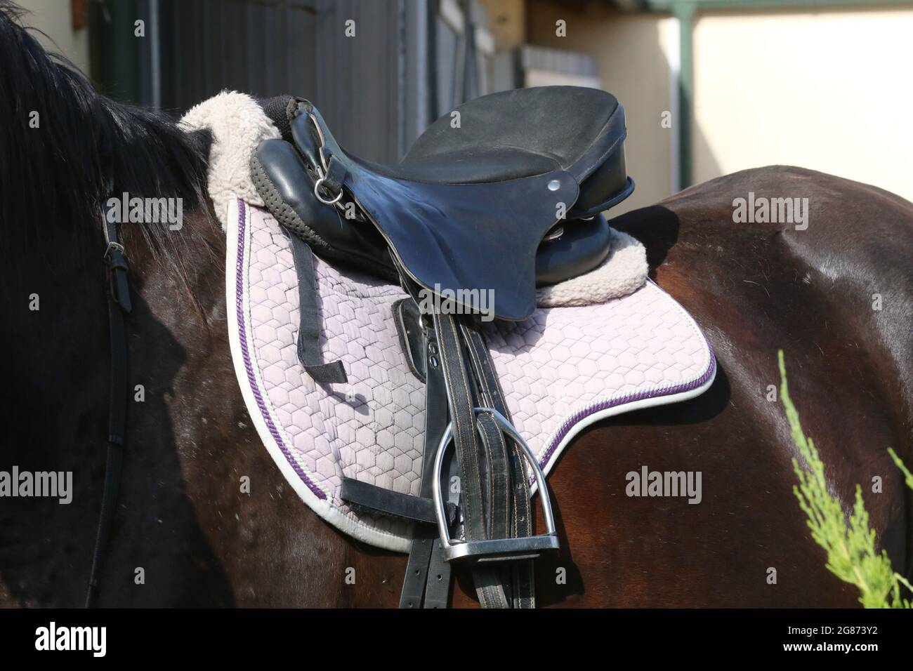 On the back of the horse, a brown leather saddle and saddle cloth are