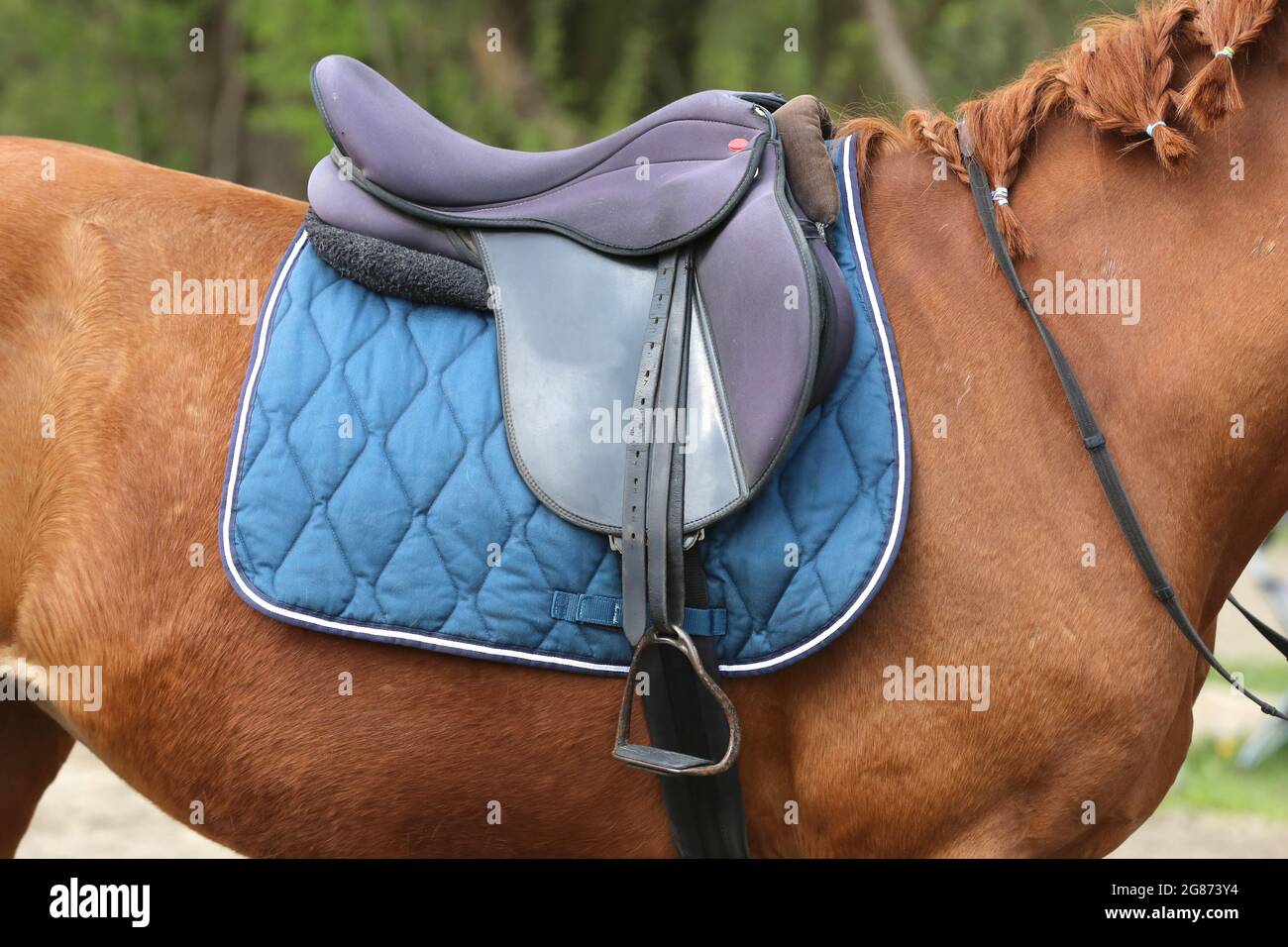 On the back of the horse, a brown leather saddle and saddle cloth are