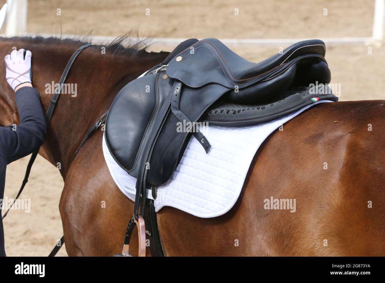 On the back of the horse, a brown leather saddle and saddle cloth are