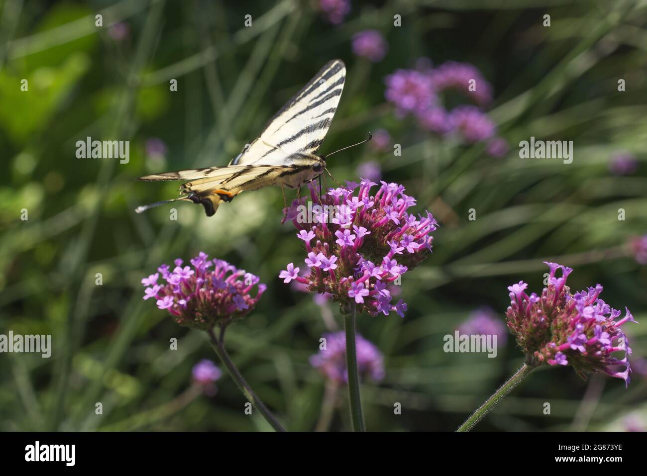 Papilio rutulus, the western tiger swallowtail. Swallowtail butterfly of the Papilionidae family. Butterfly feasting on a purple blossom of milkweeds. Stock Photo