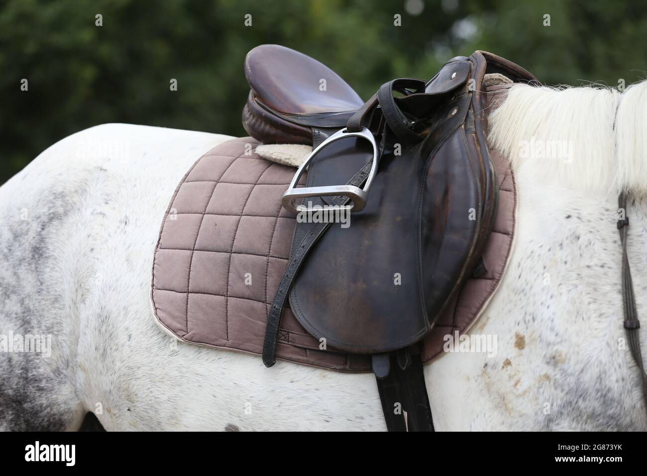 On the back of the horse, a brown leather saddle and saddle cloth are