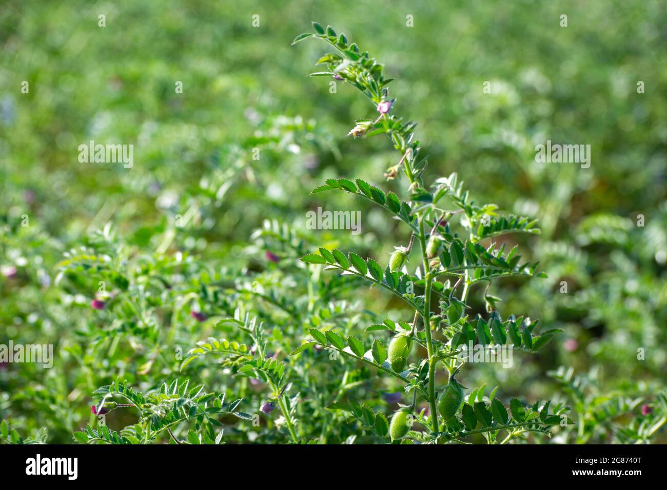 Green pods of chickpeas grow on a plant Stock Photo