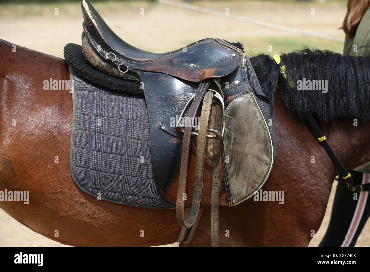 On the back of the horse, a brown leather saddle and saddle cloth are