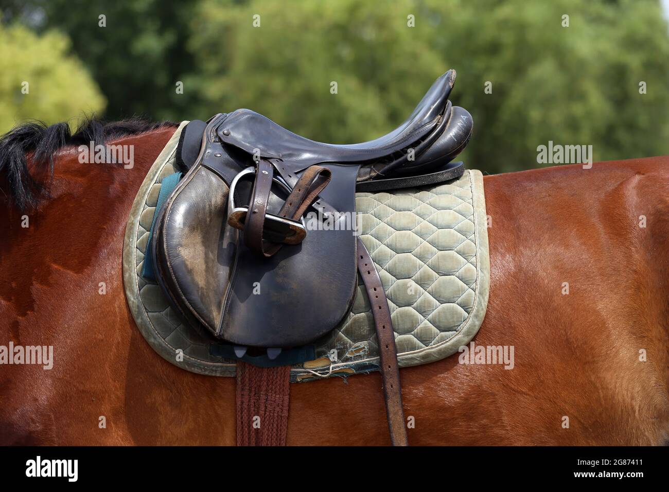 On the back of the horse, a brown leather saddle and saddle cloth are