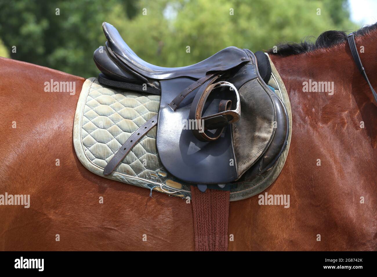 On the back of the horse, a brown leather saddle and saddle cloth are
