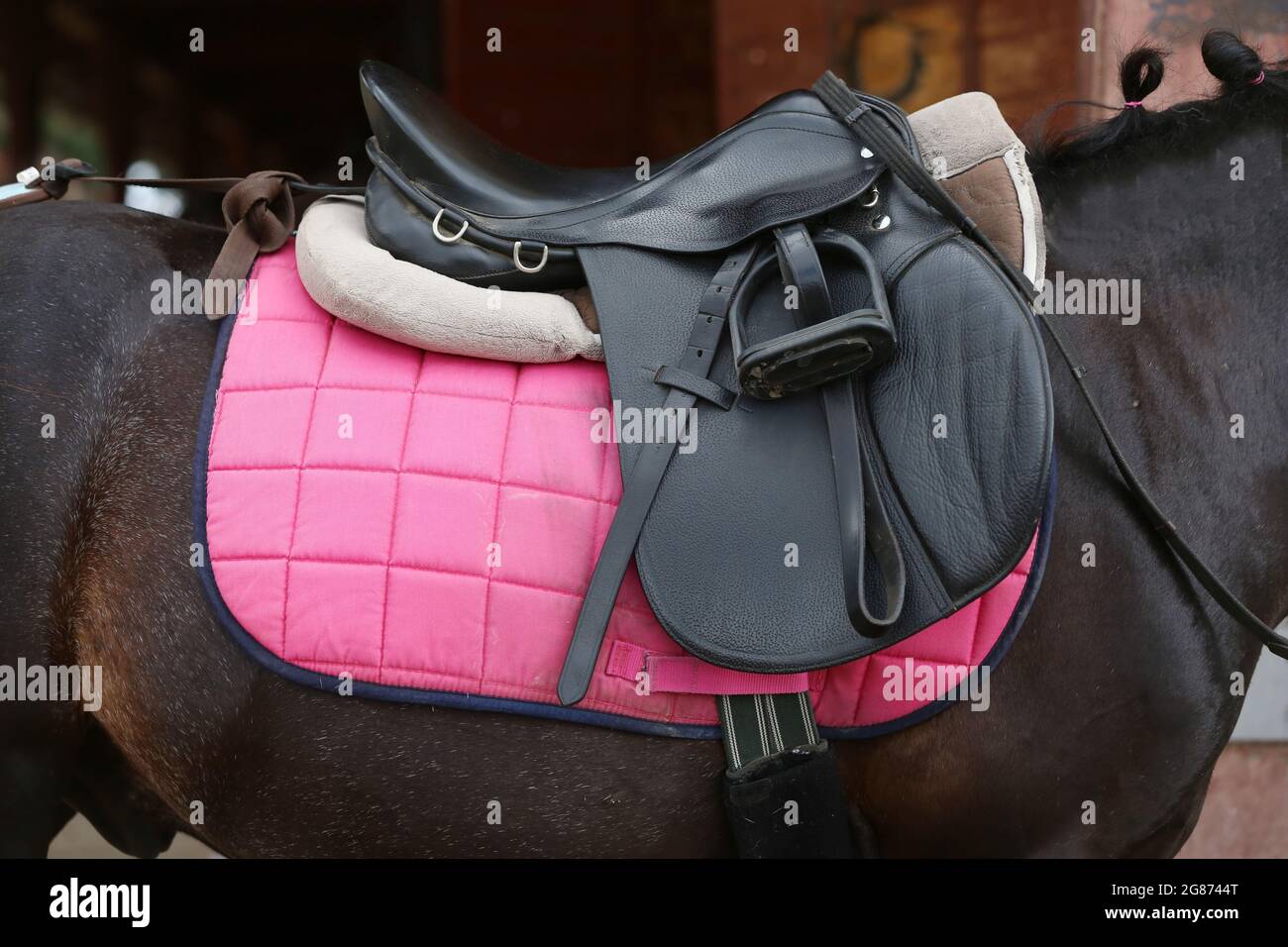 On the back of the horse, a brown leather saddle and saddle cloth are