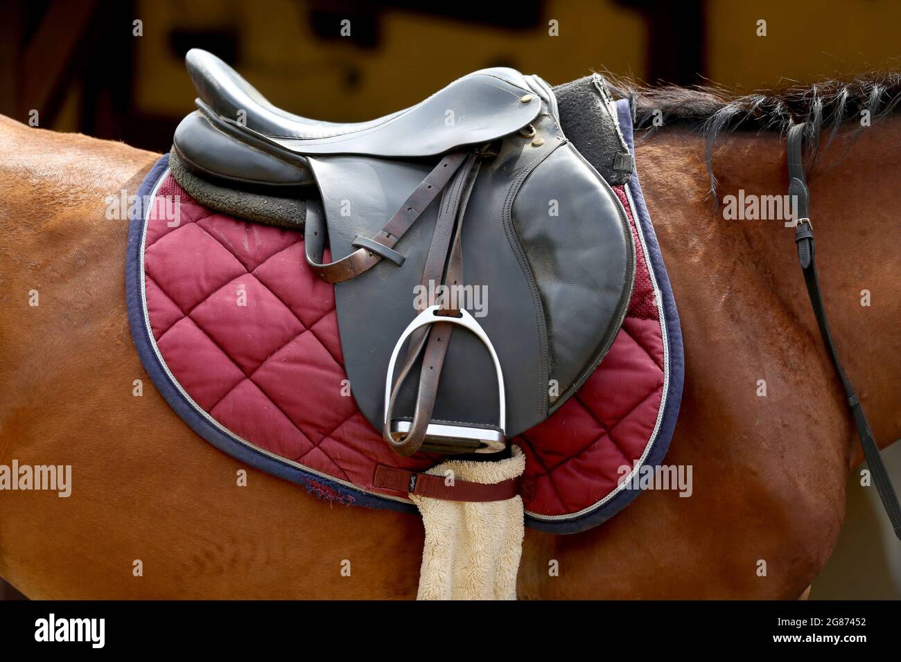 On the back of the horse, a brown leather saddle and saddle cloth are