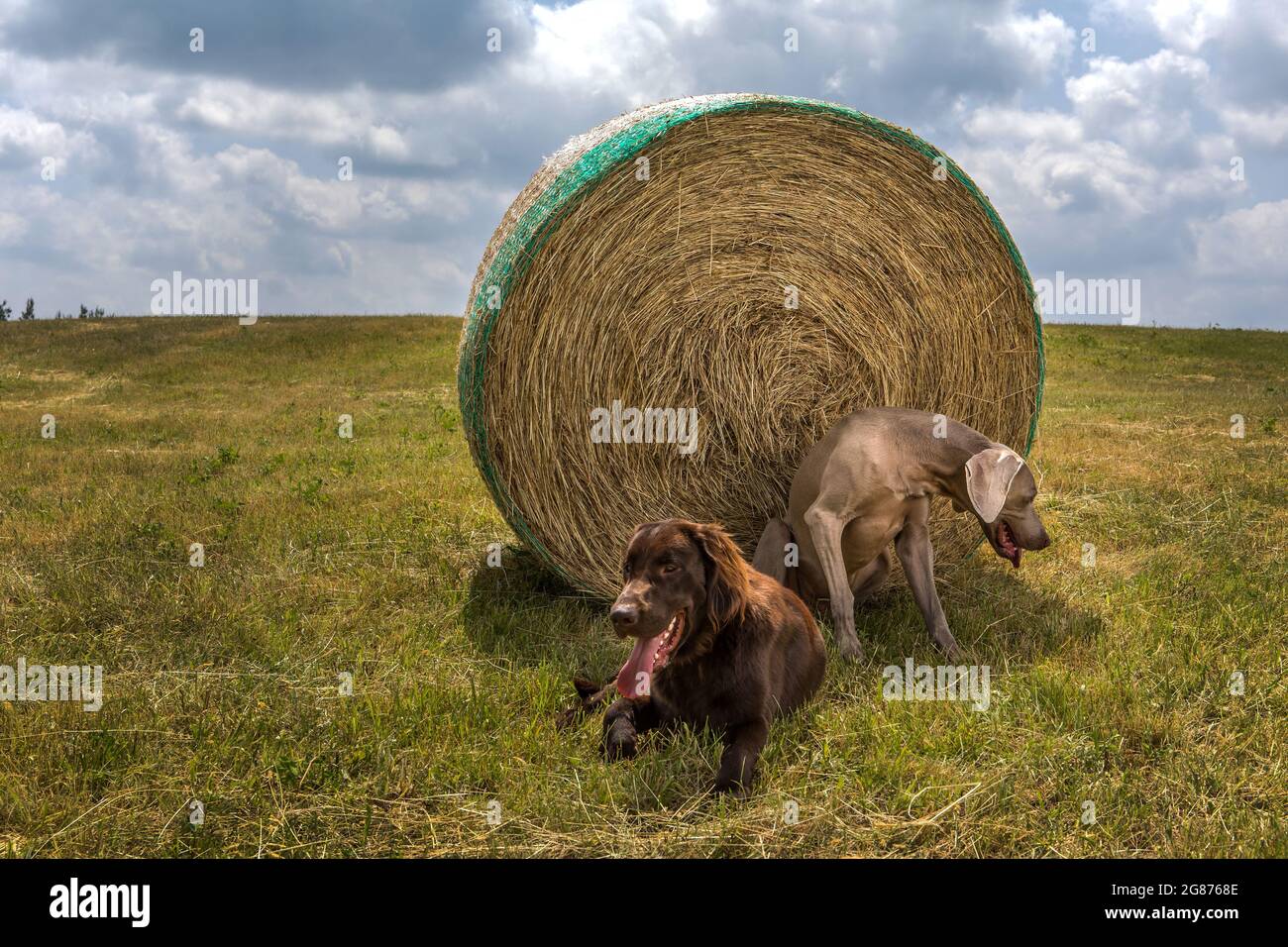 Brown Flat coated retriever puppy and Weimarane on a summer meadow. Agricultural landscape in the Czech Republic. Hot day on the pasture. Stock Photo