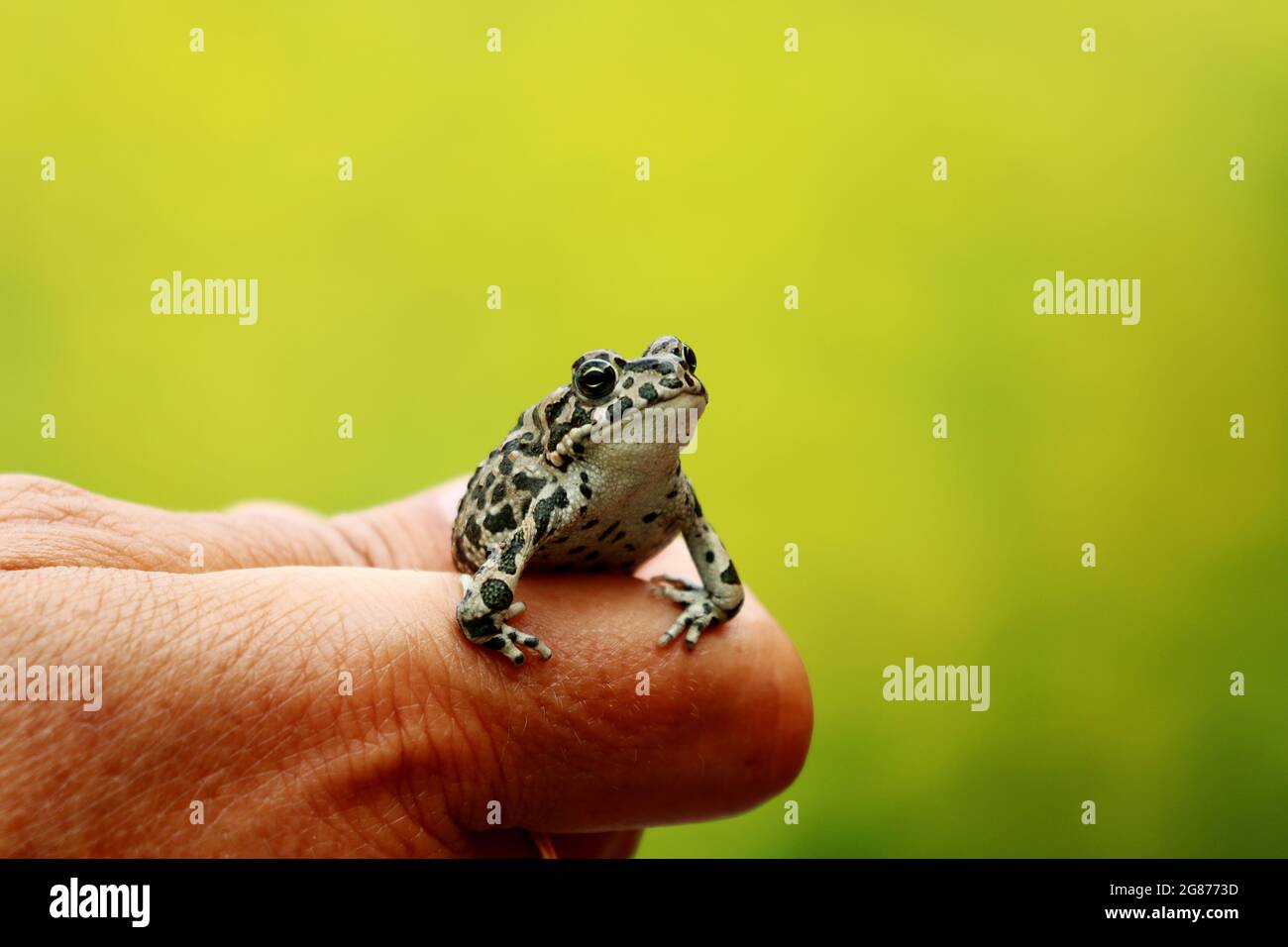 Closeup of human hand holding a tiny frog on a green blurred background Stock Photo
