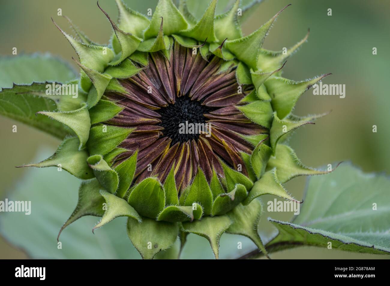 Flower Bud Opening Stock Photos - 74,265 Images