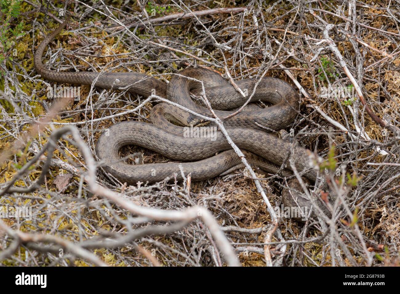 Two smooth snakes (Coronella austriaca) basking together, a rare reptile species in Surrey heathland, England, UK Stock Photo