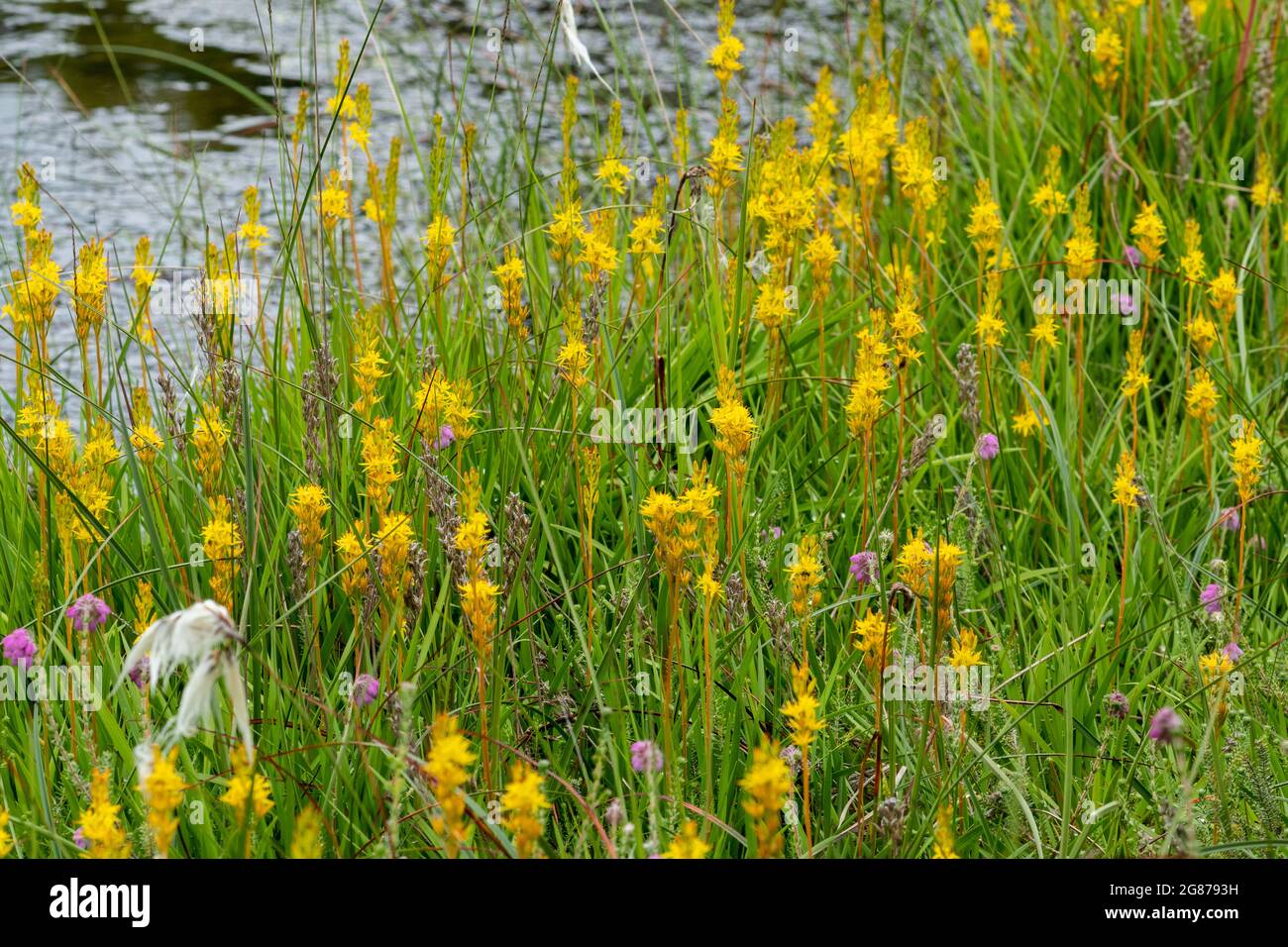 Patch of bog asphodel flowers (Narthecium ossifragum) at the edge of a bog during July or summer, England, UK Stock Photo