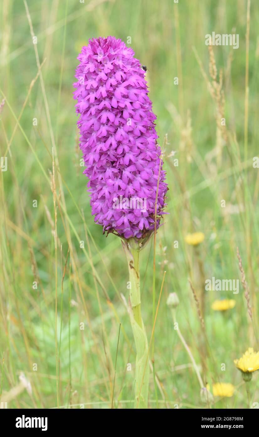An exceptionally large pyramidal orchid (Anacamptis pyramidalis) flowering head that looks more like a bottle brush than a pyramid. Stock Photo