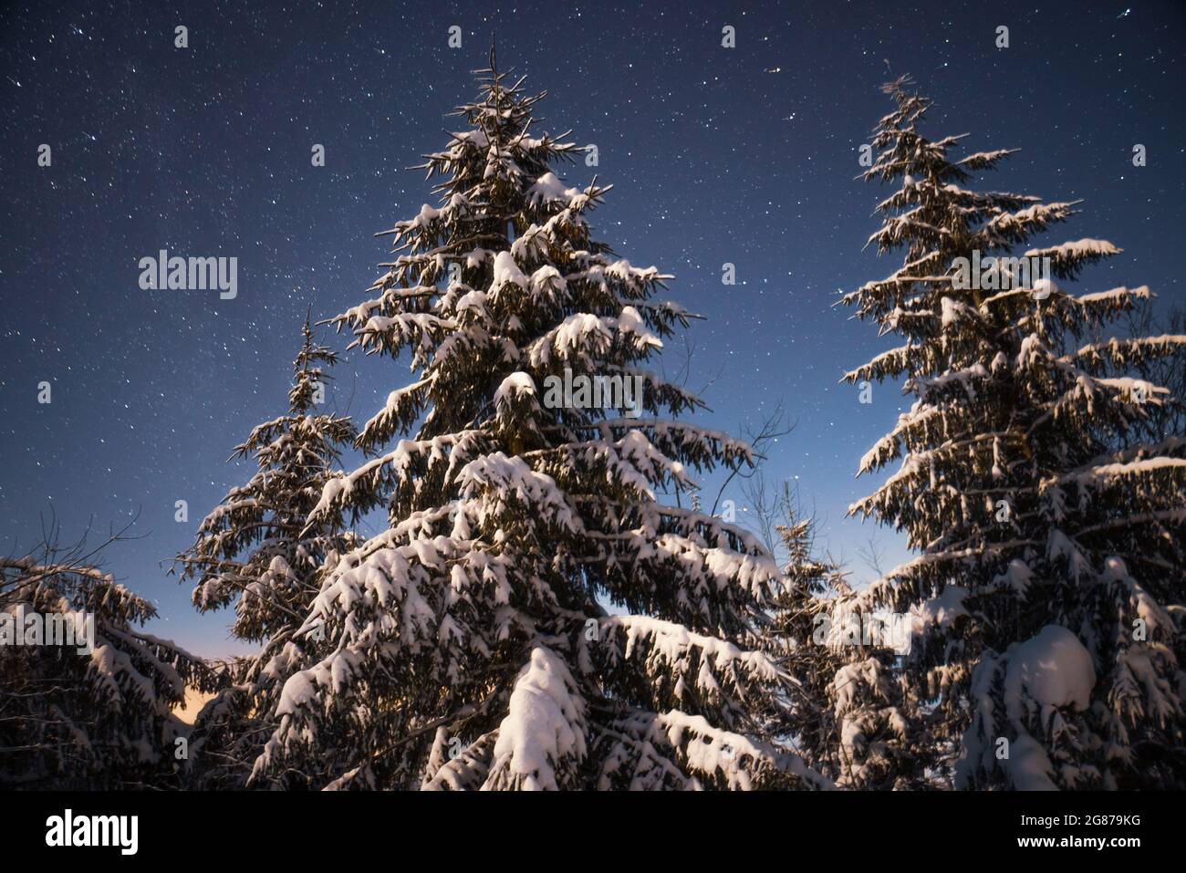 Beautiful nature starry sky with snowy fir Stock Photo - Alamy