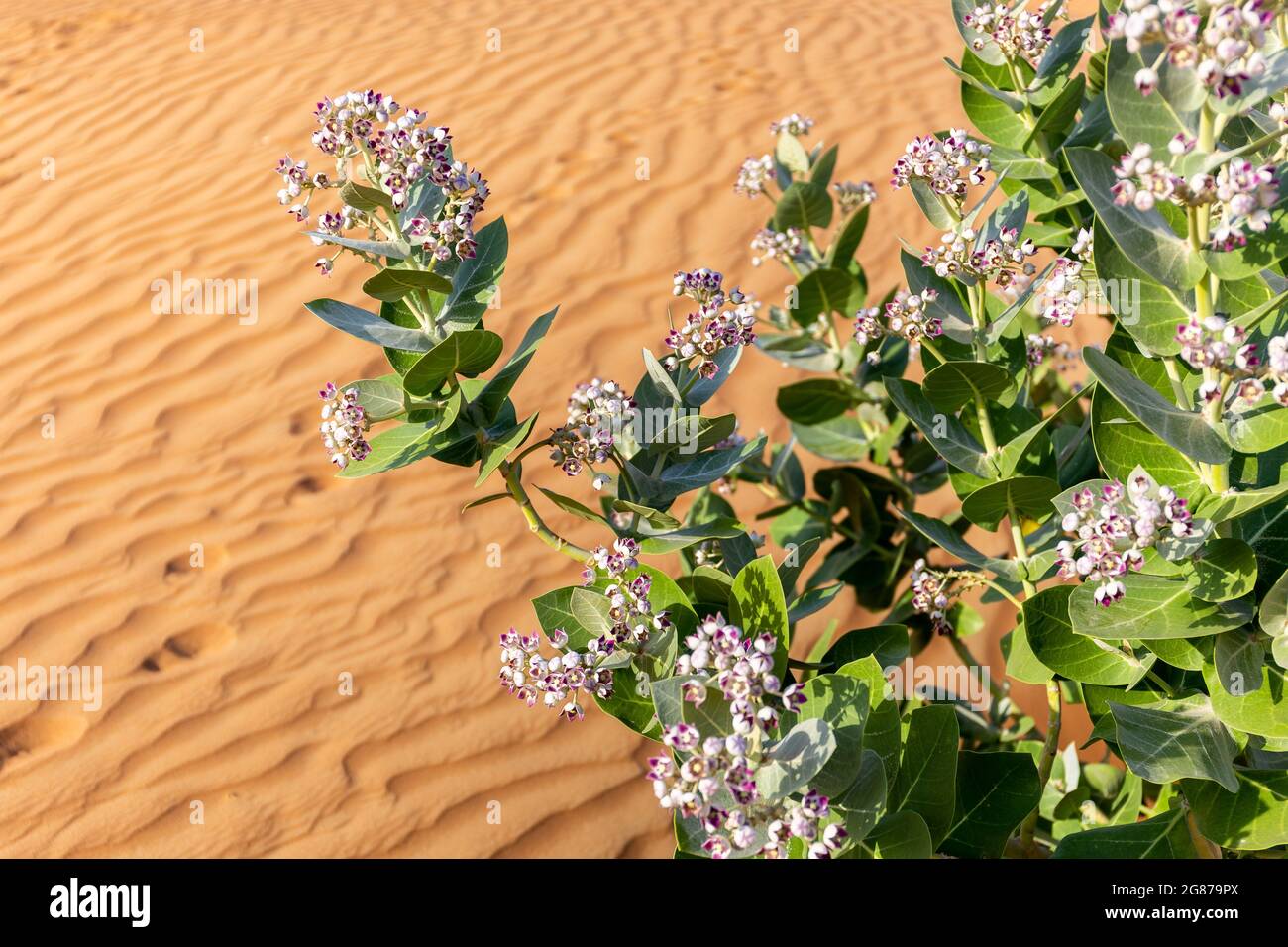 Apple of Sodom (Calotropis procera) plant with purple flowers blooming and desert sand dunes texture in the background, United Arab Emirates. Stock Photo