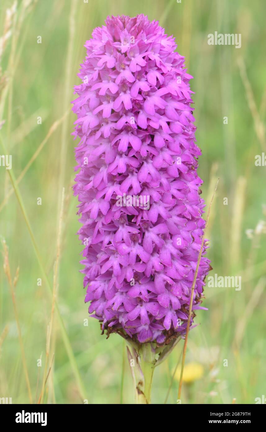 An exceptionally large pyramidal orchid (Anacamptis pyramidalis) flowering head that looks more like a bottle brush than a pyramid. Stock Photo