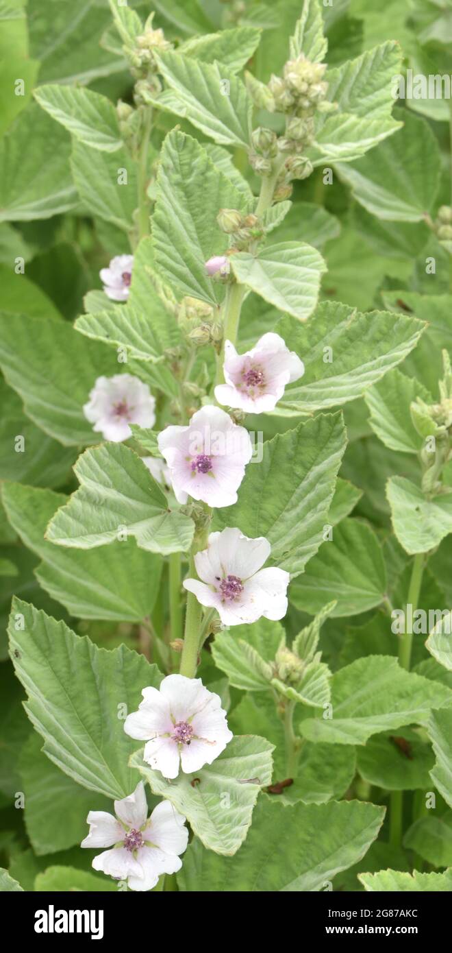 The off-white flowers of marsh mallow (Althaea officinalis). Rye Harbour Nature Reserve, Rye, Sussex, UK. Stock Photo