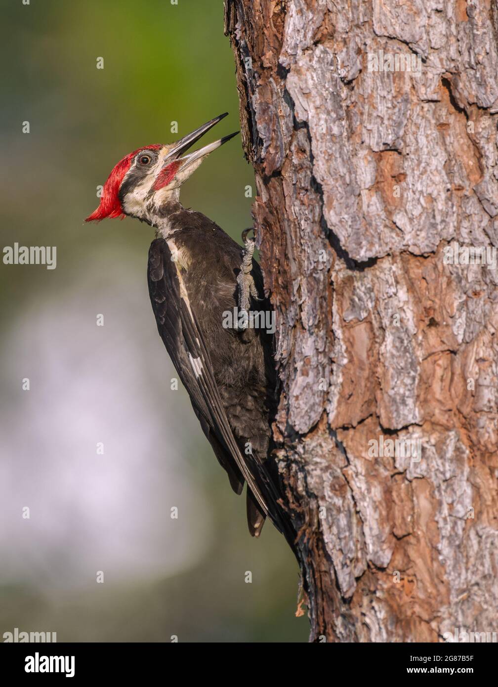 Woodpecker Pecking Wood High Resolution Stock Photography and Images