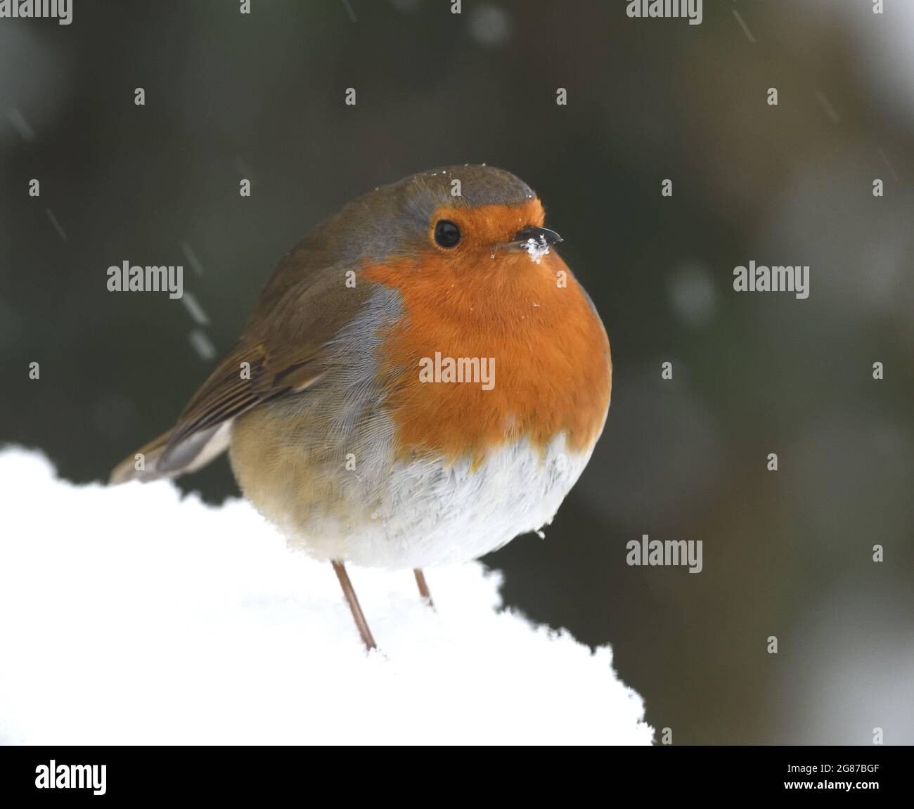 A robin (Erithacus rubecula) with its red breast feathers puffed out to protect against the cold on a snowy afternoon. Bedgebury Forest, Kent. UK. Stock Photo