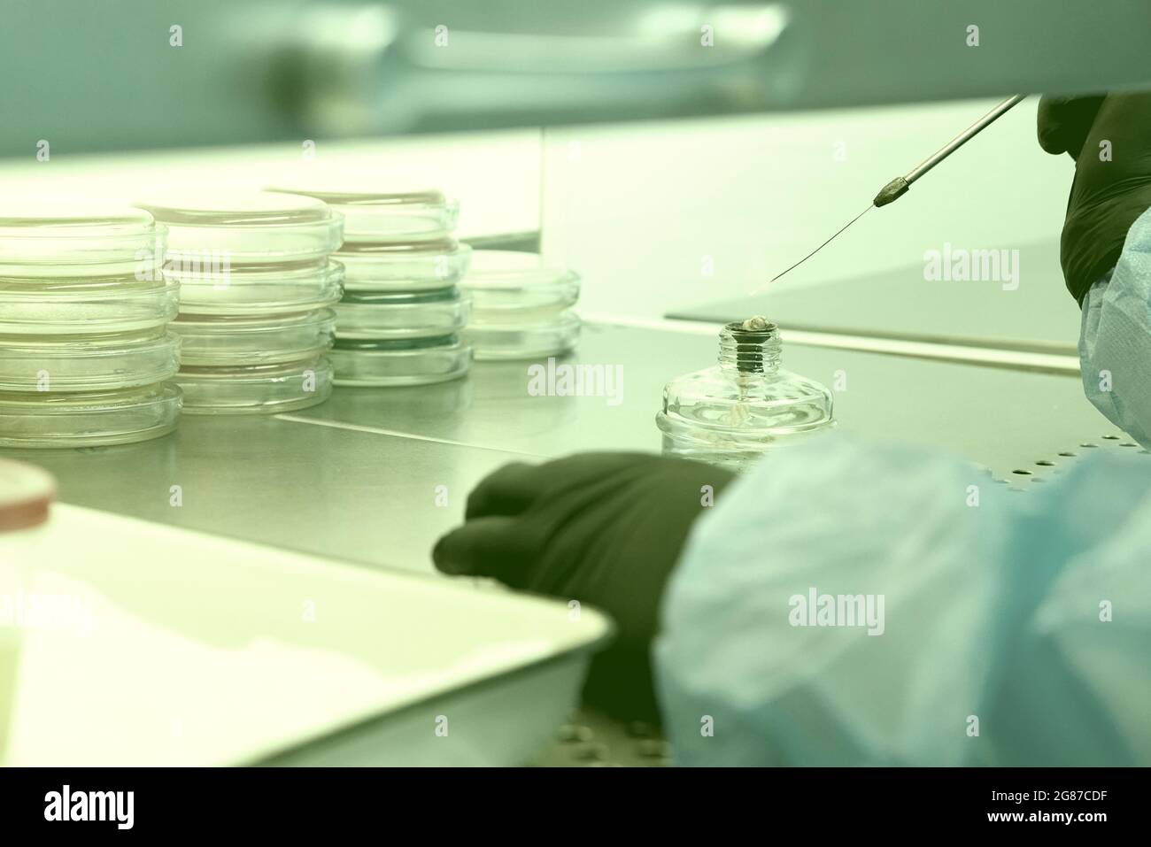 Researcher working with petri dish with bacteria in bacteriological