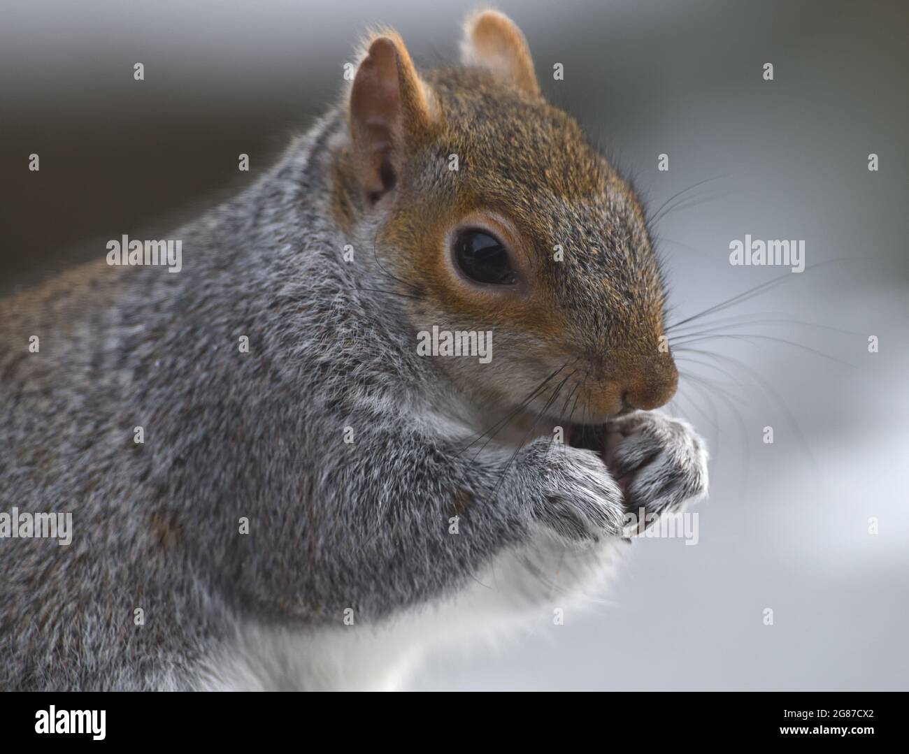 A grey squirrel (Sciurus carolinensis) take advantage of food fallen from a bird feeder on a snowy afternoon. Bedgebury Forest, Kent. UK. Stock Photo