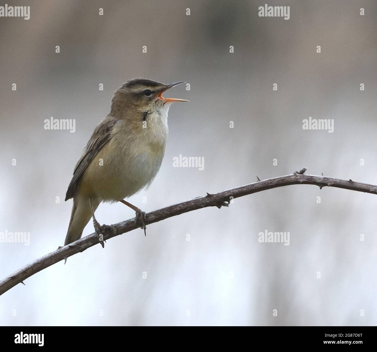 A sedge warbler (Acrocephalus schoenobaenus) singing in a shrub. Dungeness, Kent, UK. Stock Photo