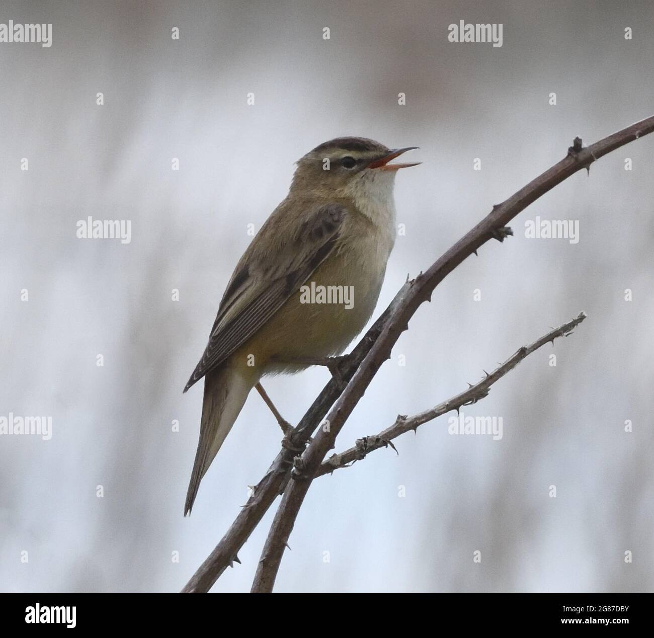 A sedge warbler (Acrocephalus schoenobaenus) singing in a shrub. Dungeness, Kent, UK. Stock Photo