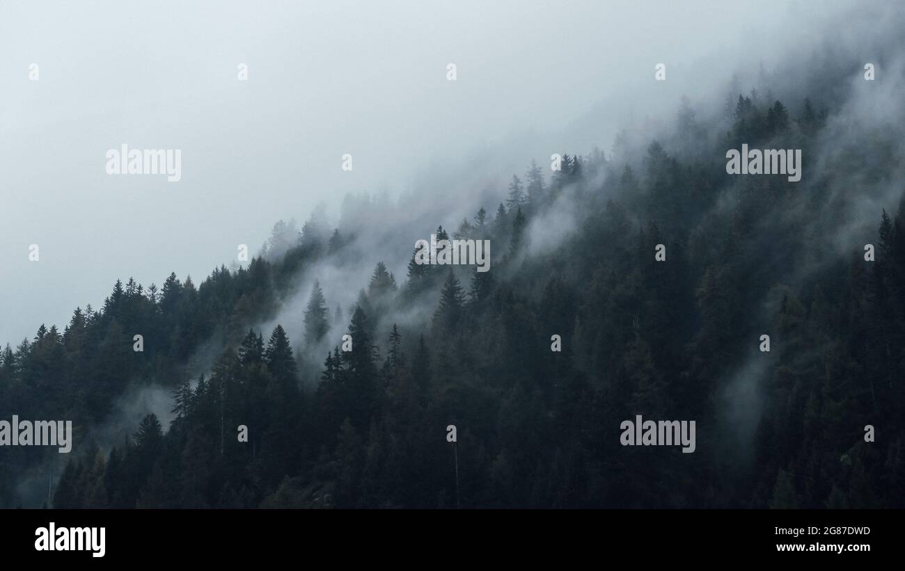Beautiful view of trees on a mountainside covered with fog Stock Photo ...