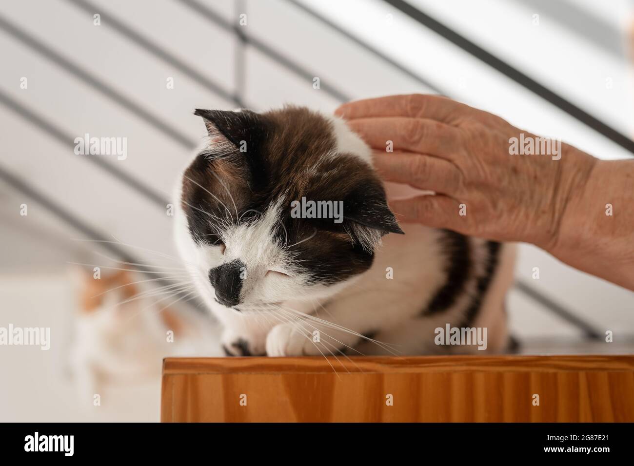 black and white cat enjoys the caresses on its head. close up. Stock Photo