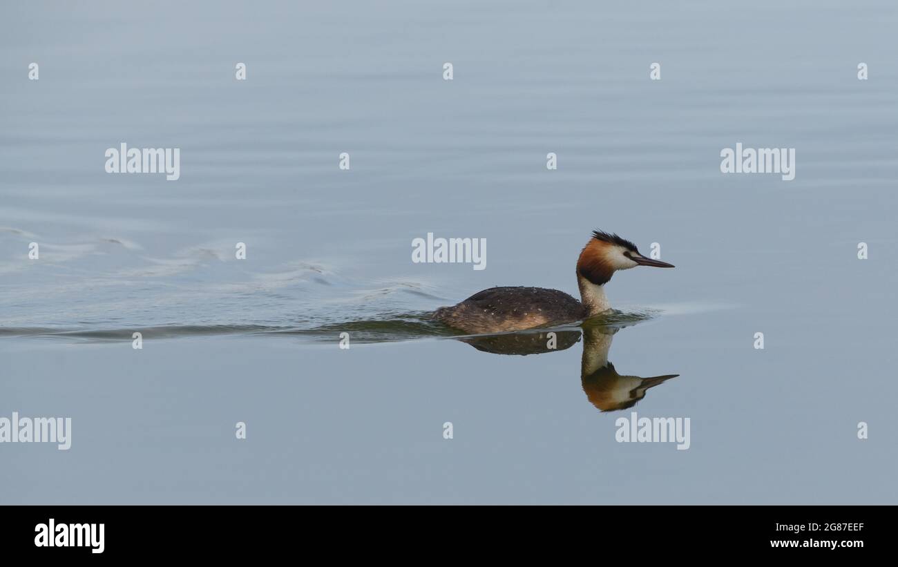 A great crested grebe (Podiceps cristatus) is reflected in still water.  Rye Harbour Nature Reserve, Rye, Sussex, UK. Stock Photo