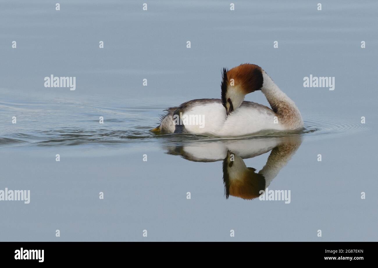 A preening great crested grebe (Podiceps cristatus) is reflected in still water.  Rye Harbour Nature Reserve, Rye, Sussex, UK. Stock Photo