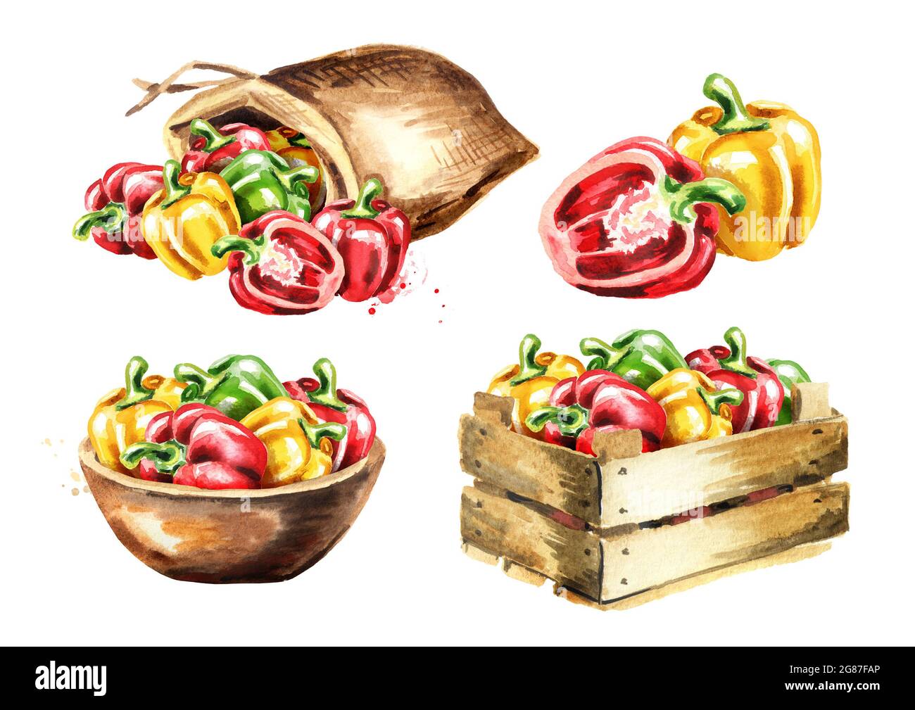 Bell peppers set. Watercolor hand drawn illustration isolated on white ...