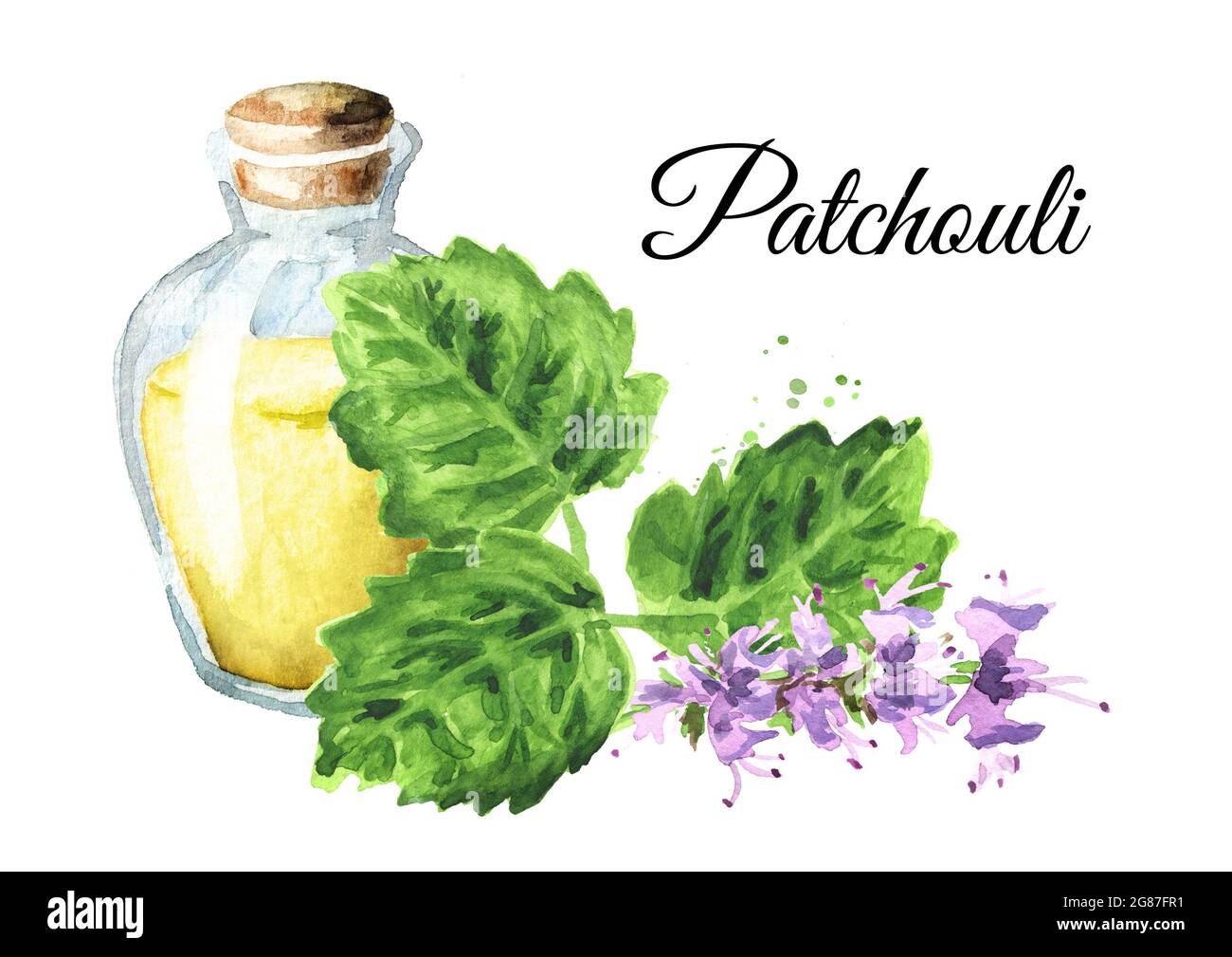 Patchouli or Pogostemon cablini essential oil. Hand drawn watercolor illustration isolated on white background Stock Photo