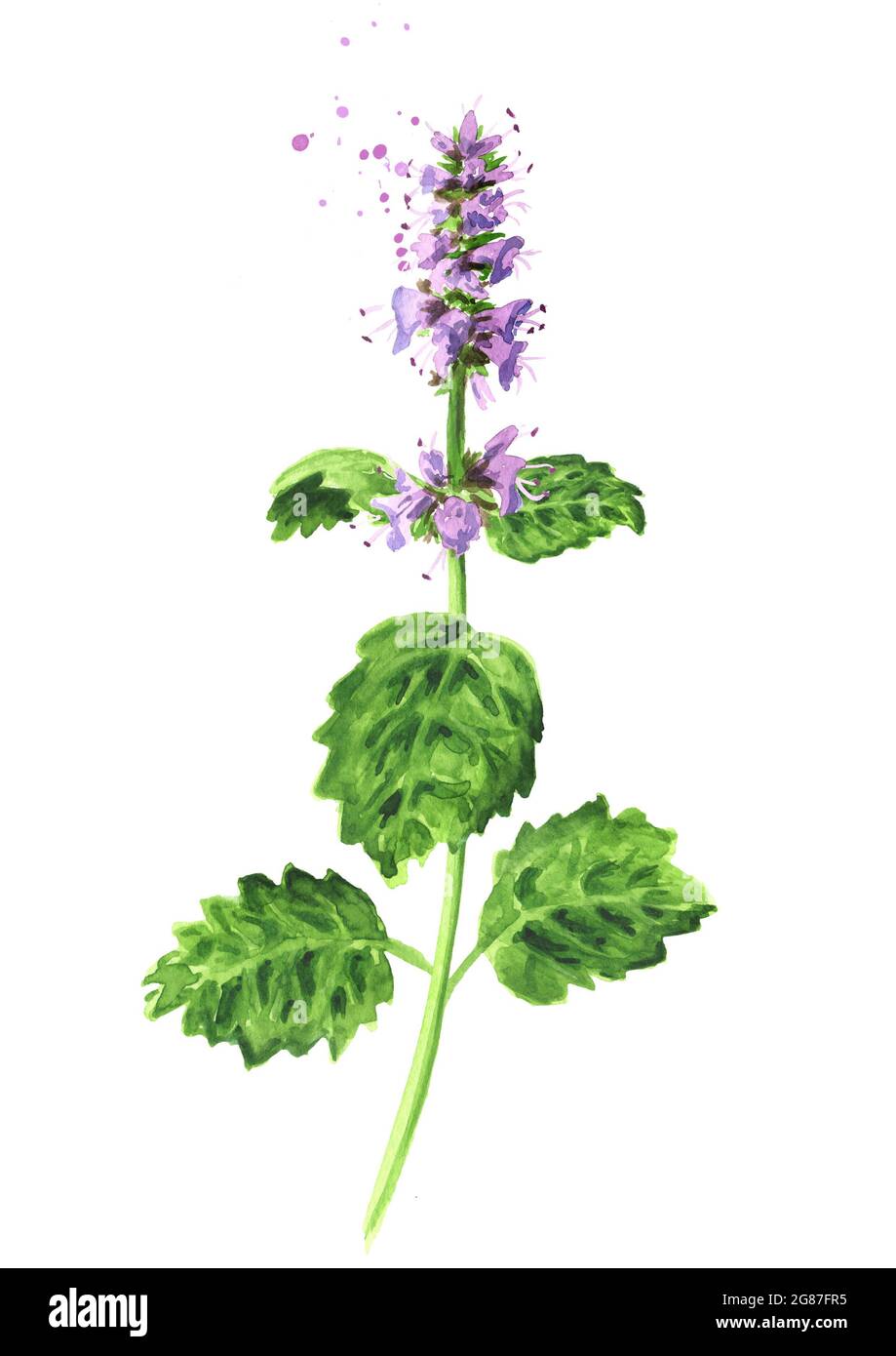 Plant patchouli or Pogostemon cablini branch with flowers and leaves. Hand drawn watercolor illustration, isolated on white background Stock Photo